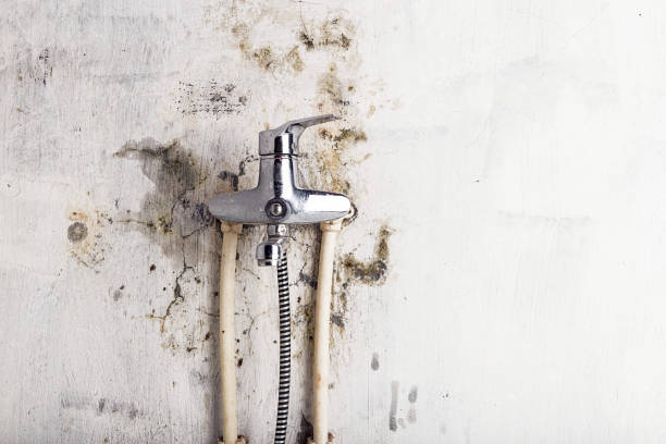 Best Mold Remediation Experts  in Batavia, OH