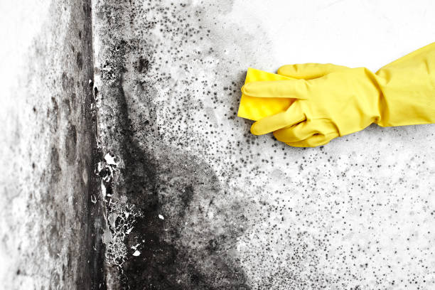 Best Toxic Mold Removal  in Batavia, OH