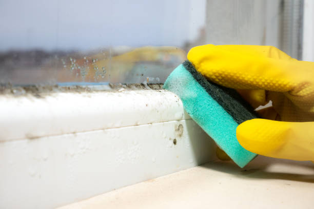 Crawl Space Mold Removal in Batavia, OH