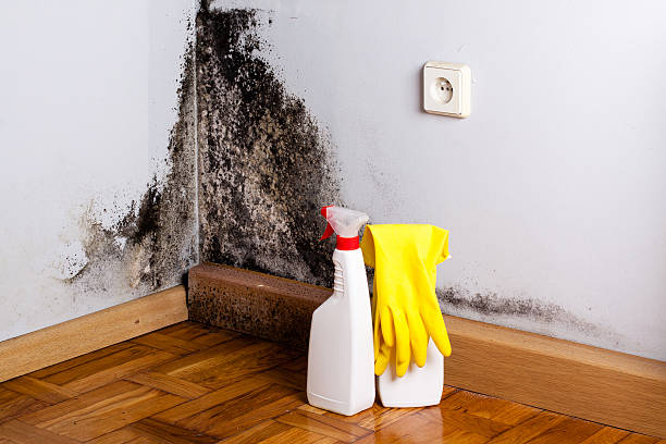 Best Mold Remediation Experts  in Batavia, OH